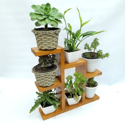 Suporte estante para plantas suculentas envernizado, cabe various vasos Suporte para Plantas imagem