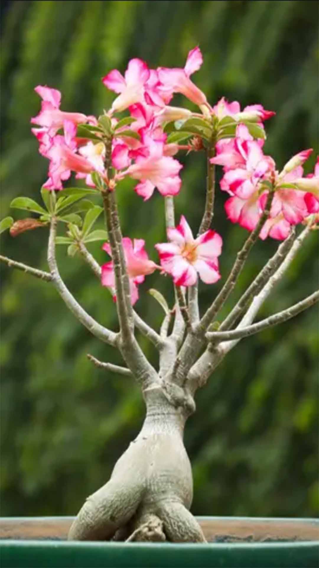 10 curiosidades sobre A rosa-do-Deserto: Beleza Exótica e Resistência Fascinante